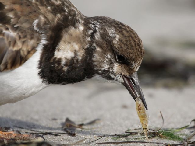 Ruddy Turnstone